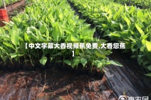 【中文字幕大香视频蕉免费,大香您蕉】