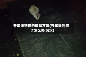 开车撞到猫的破解方法(开车撞到猫了怎么办 风水)