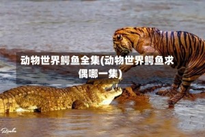 动物世界鳄鱼全集(动物世界鳄鱼求偶哪一集)