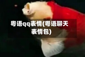 粤语qq表情(粤语聊天表情包)