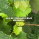 阳光玫瑰BY阿司匹林(阳光玫瑰by阿司匹林讲的什么)