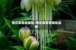 奇花异草有哪些/奇花异草有哪些品种