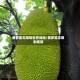 菠萝蜜无限制世界线路/菠萝蜜无限制视顿