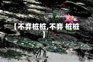 【不弃桩桩,不弃 桩桩】