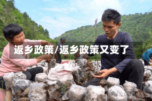 返乡政策/返乡政策又变了