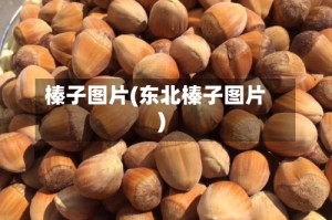 榛子图片(东北榛子图片)
