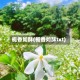 栀香如酥(栀香如酥txt)