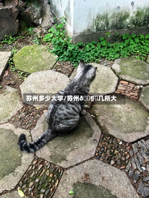 苏州多少大学/苏州🈶️几所大学-第1张图片