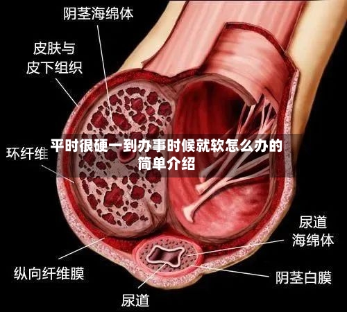 平时很硬一到办事时候就软怎么办的简单介绍-第2张图片
