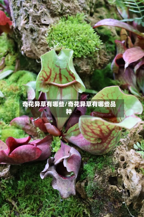 奇花异草有哪些/奇花异草有哪些品种-第2张图片