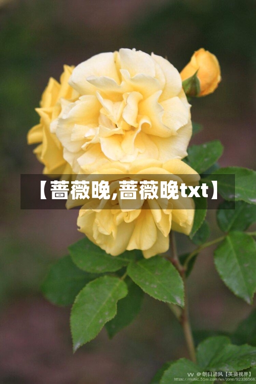 【蔷薇晚,蔷薇晚txt】-第1张图片