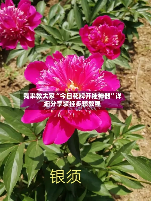 我来教大家“今日花牌开挂神器	”详细分享装挂步骤教程-第1张图片