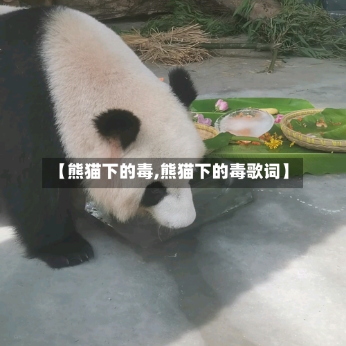 【熊猫下的毒,熊猫下的毒歌词】-第3张图片