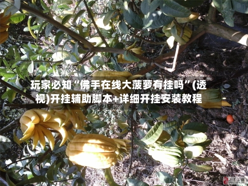 玩家必知“佛手在线大菠萝有挂吗”(透视)开挂辅助脚本+详细开挂安装教程-第1张图片
