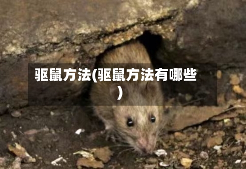 驱鼠方法(驱鼠方法有哪些)-第1张图片