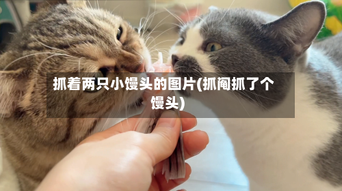 抓着两只小馒头的图片(抓阄抓了个馒头)-第1张图片