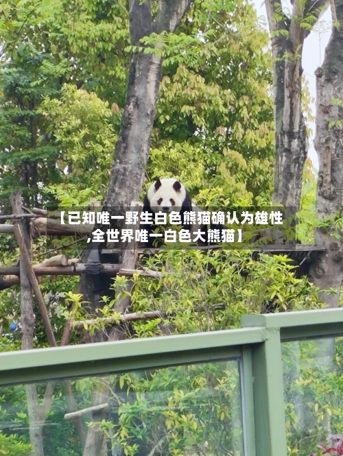 【已知唯一野生白色熊猫确认为雄性,全世界唯一白色大熊猫】-第1张图片