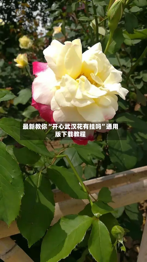 最新教你“开心武汉花有挂吗”通用版下载教程-第1张图片