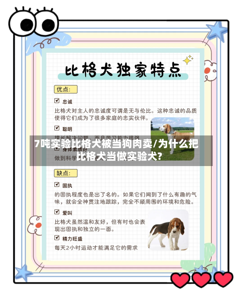 7吨实验比格犬被当狗肉卖/为什么把比格犬当做实验犬?-第1张图片