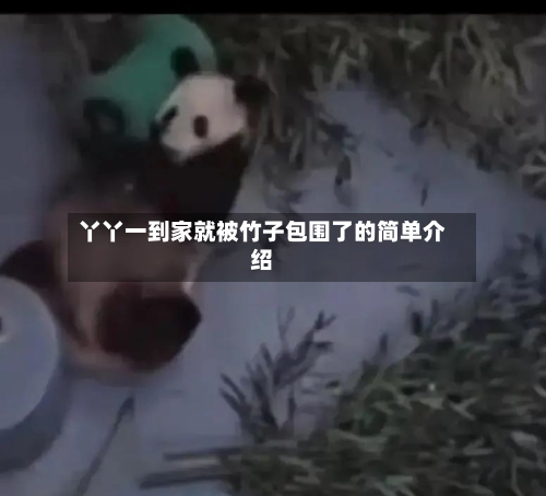 丫丫一到家就被竹子包围了的简单介绍-第1张图片