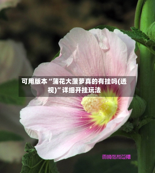 可用版本“蒲花大菠萝真的有挂吗(透视)”详细开挂玩法-第1张图片