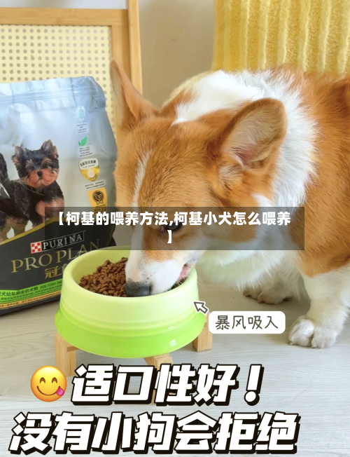 【柯基的喂养方法,柯基小犬怎么喂养】-第1张图片
