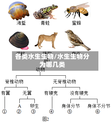各类水生生物/水生生物分为哪几类-第1张图片
